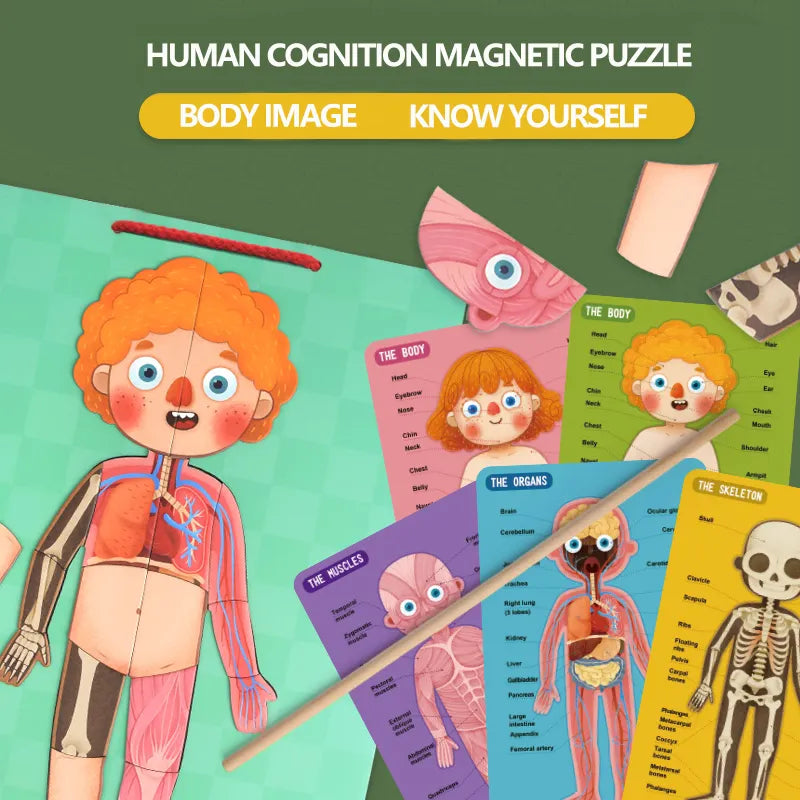 HUMAN BODY STRUCTURE PUZZLES KIDS ORGANS COGNITIVE TOYS